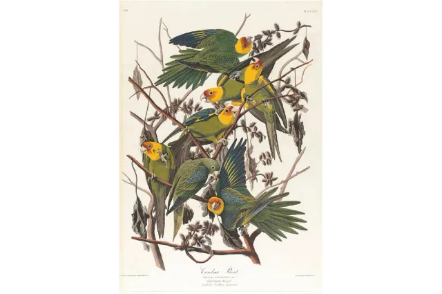 Mosaic Puzzles Carolina Parrot Audubon puzzle 500 piese pasari