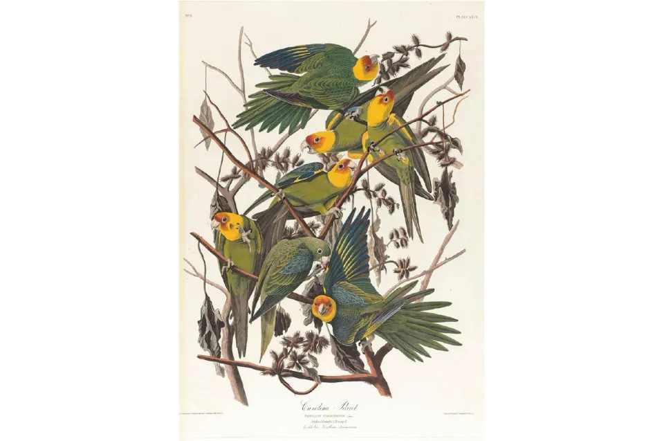 Mosaic Puzzles Carolina Parrot Audubon puzzle 500 piese pasari