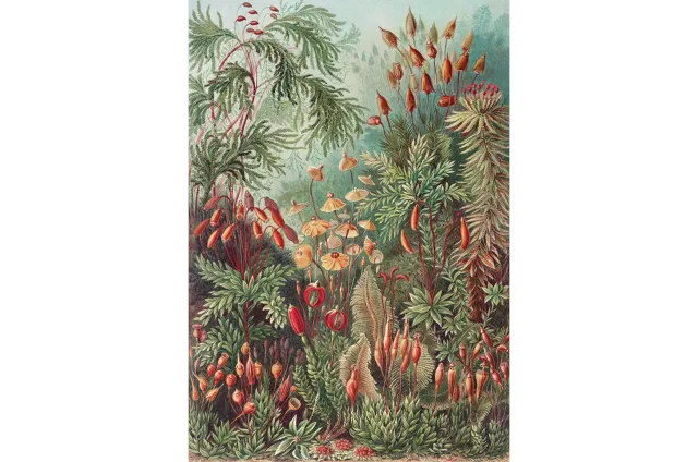 Mosaic Puzzles Signature Nature Haeckel puzzle lemn 500 piese arta