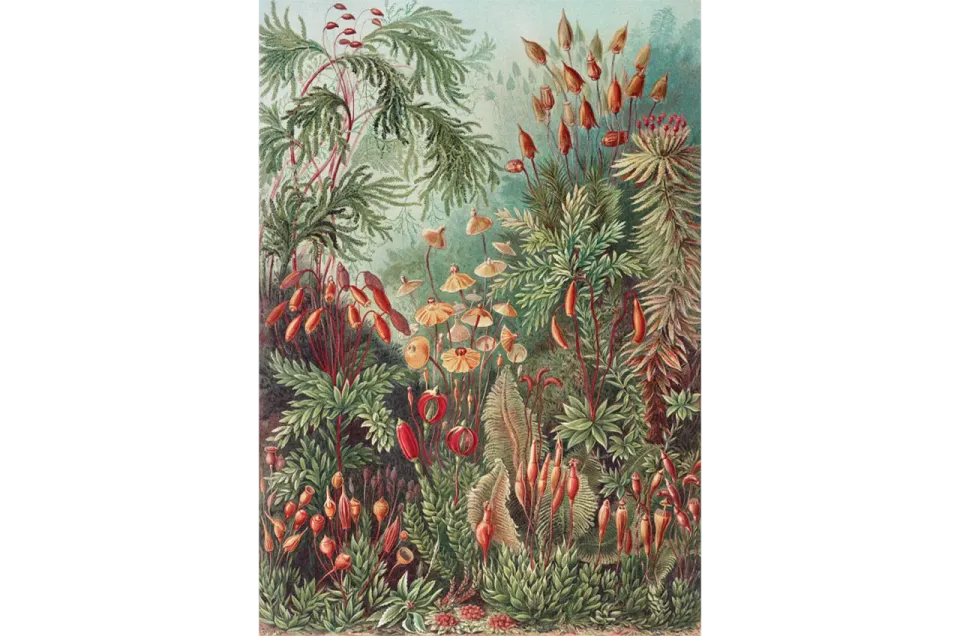 Mosaic Puzzles Signature Nature Haeckel puzzle lemn 500 piese arta