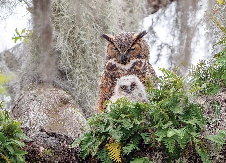 Cobble Hill Great Horned Owl puzzle 1000 piese pasari
