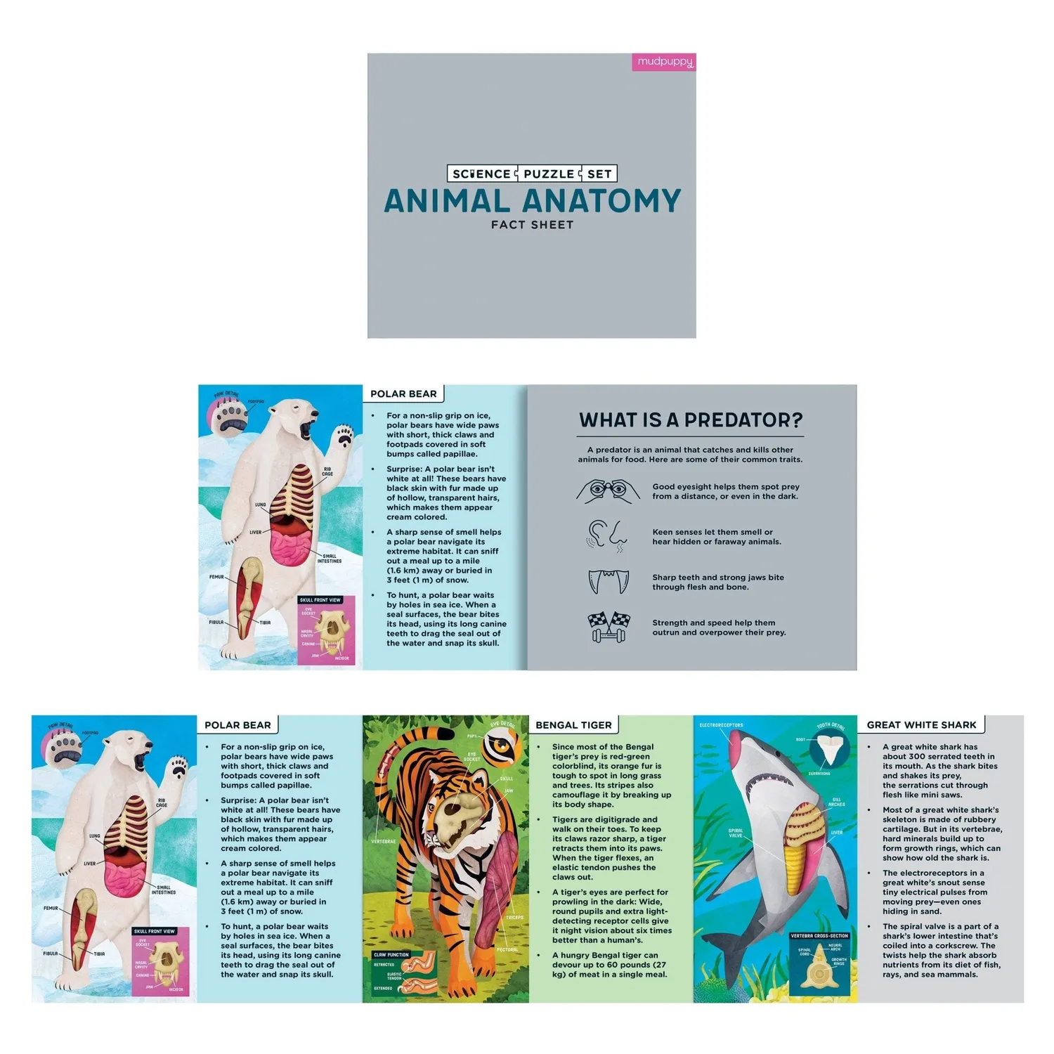 Mudpuppy Animal Anatomy set 3 puzzle-uri 100 piese