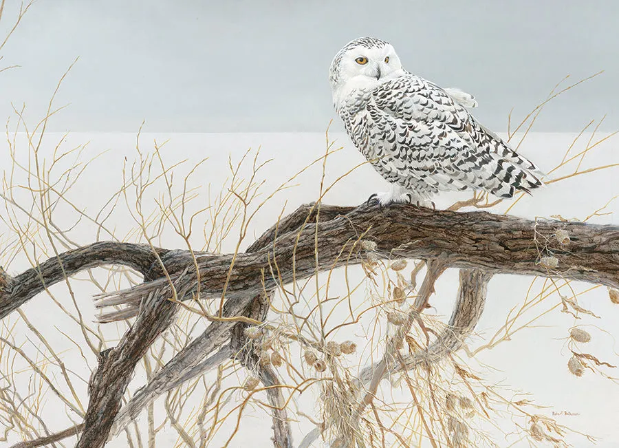 Cobble Hill Fallen Willow Snowy Owl puzzle 500 piese bufniță