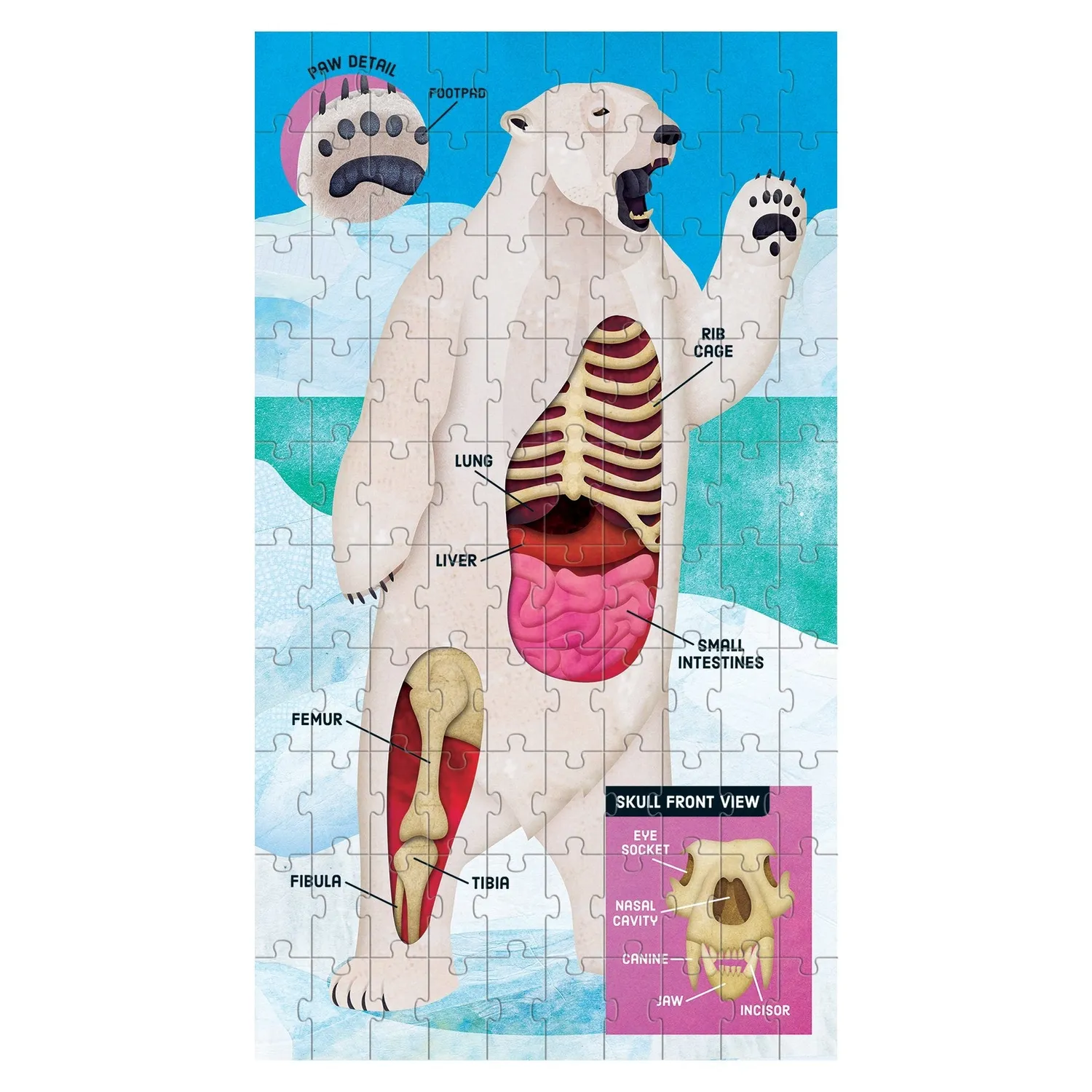 Mudpuppy Animal Anatomy set 3 puzzle-uri 100 piese