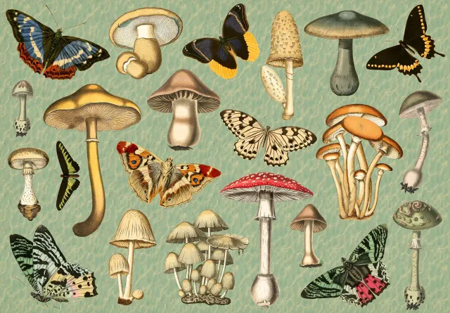 Mosaic Puzzles Naturalist’s Journal puzzle lemn 500 piese cu fluturi