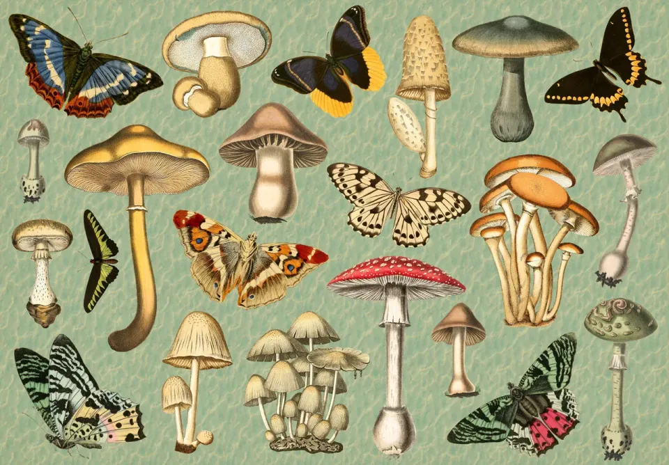 Mosaic Puzzles Naturalist’s Journal puzzle lemn 500 piese cu fluturi