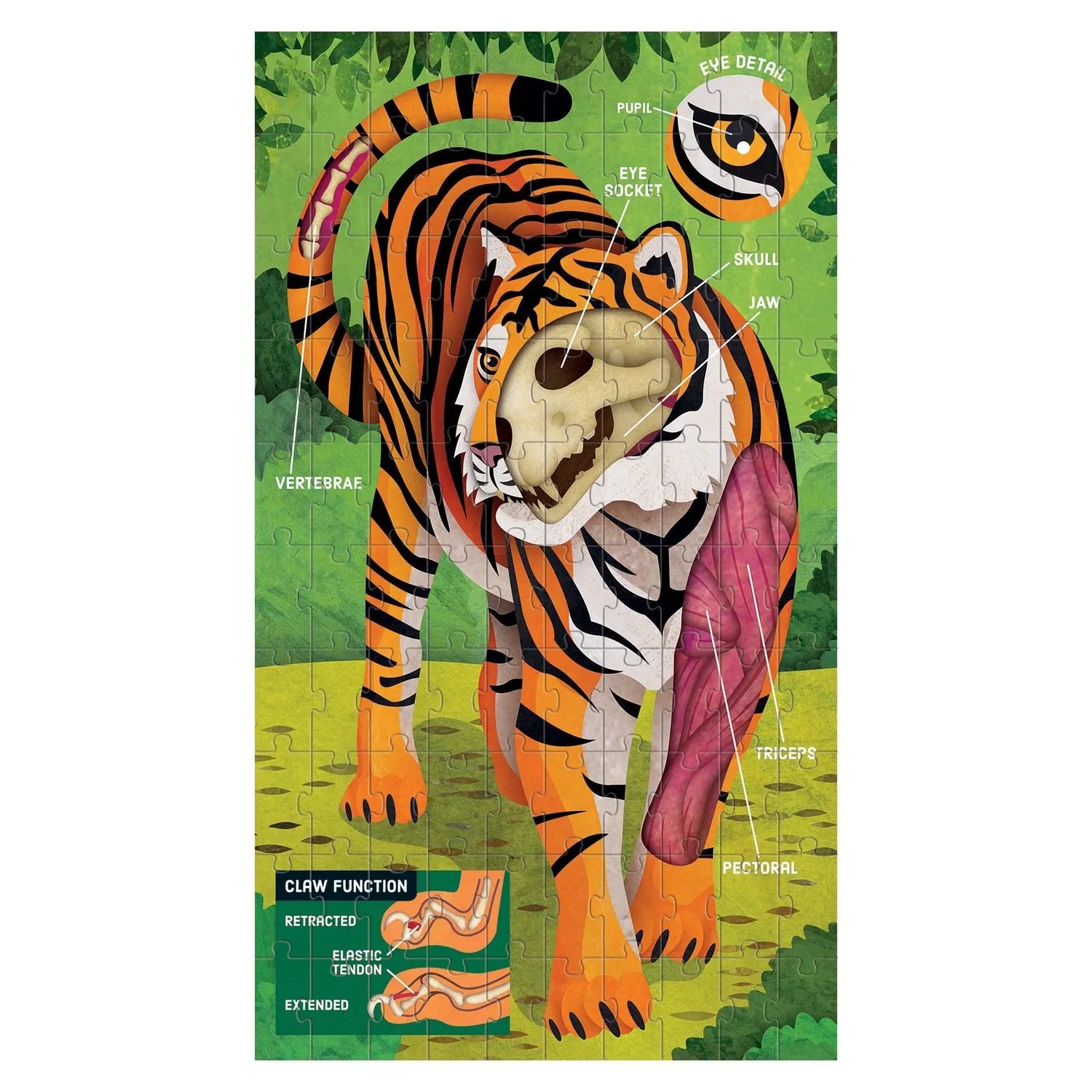 Mudpuppy Animal Anatomy set 3 puzzle-uri 100 piese