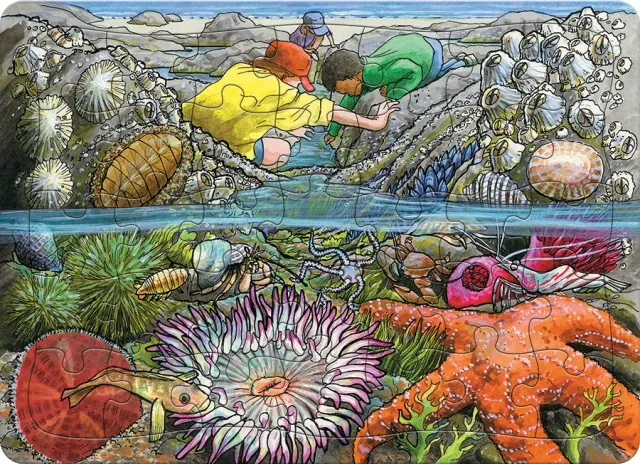 Cobble Hill Exploring the Seashore puzzle tavă 35 piese