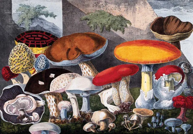 Mosaic Puzzles Edible Fungi puzzle lemn 1000 piese botanic