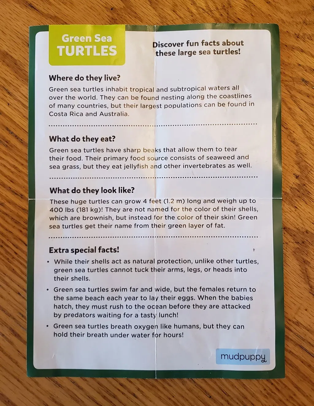 Mudpuppy Green Sea Turtle mini puzzle 48 piese