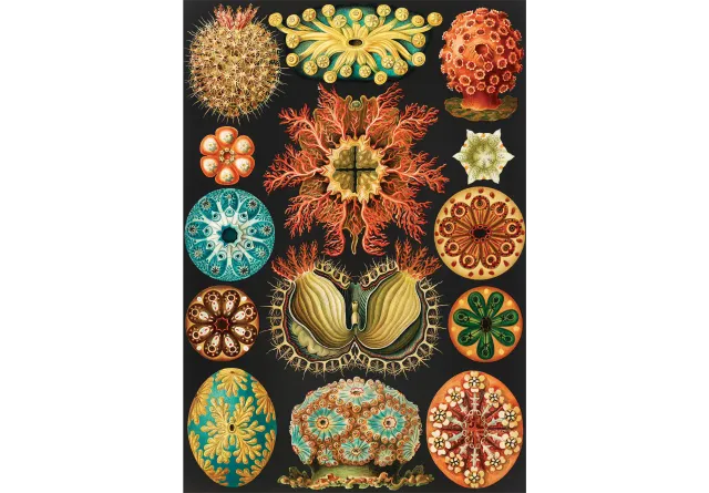 Mosaic Puzzles Ascidiae Seescheiden puzzle lemn 500 piese biologie