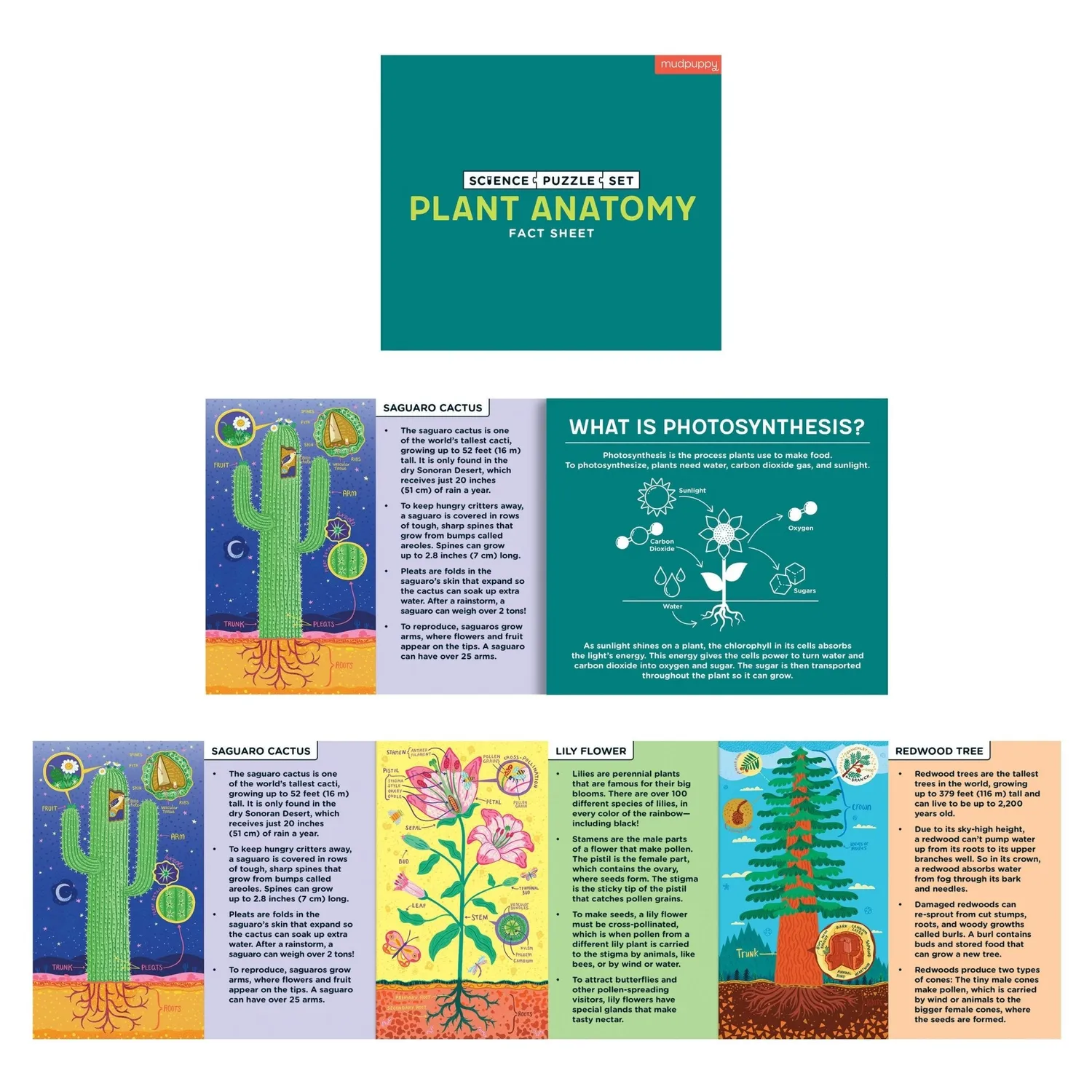 Mudpuppy Plant Anatomy puzzle copii 3x100 piese