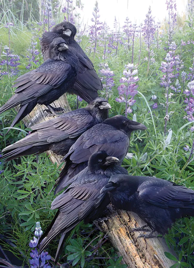 Cobble Hill Raven Rendezvous puzzle 1000 piese corbi
